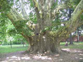 platane